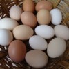 Se producen huevos ecológicos en Mecina Bombarón