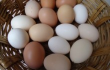 Se producen huevos ecológicos en Mecina Bombarón