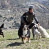 Un hotel para perros en la Alpujarra