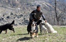 Un hotel para perros en la Alpujarra