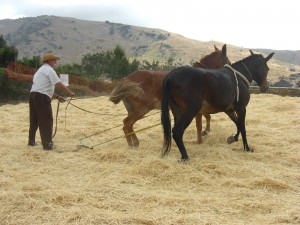 Fiesta de la parva